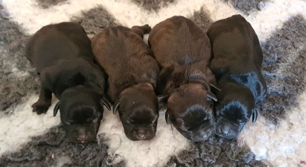 Of One Million Stafford - Chiots disponible