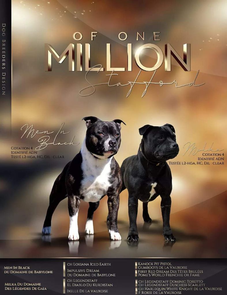 Of One Million Stafford - Des babys pour fin septembre 