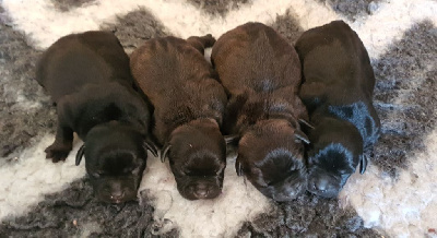 Of One Million Stafford - Staffordshire Bull Terrier - Portée née le 22/07/2022