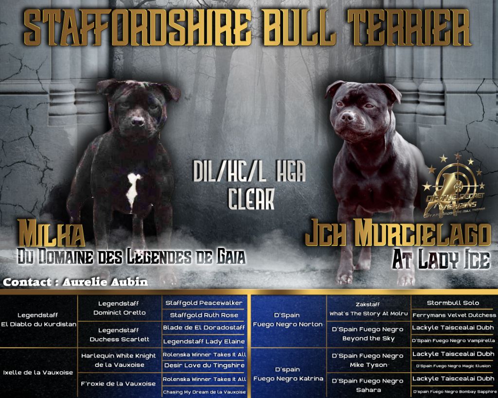 Of One Million Stafford - Staffordshire Bull Terrier - Portée née le 05/05/2019